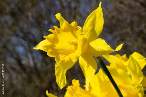 Gelbe Frühlingsblume