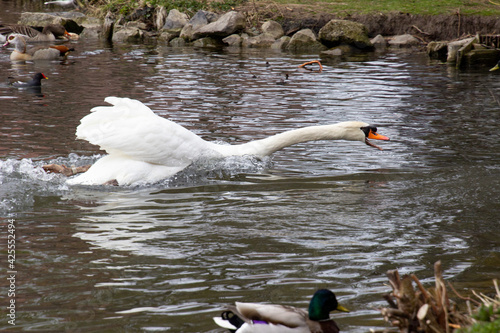 Schwan im Angriff