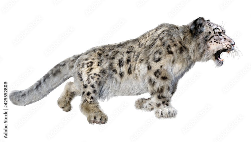 Fototapeta premium 3D Rendering Snow Leopard on White
