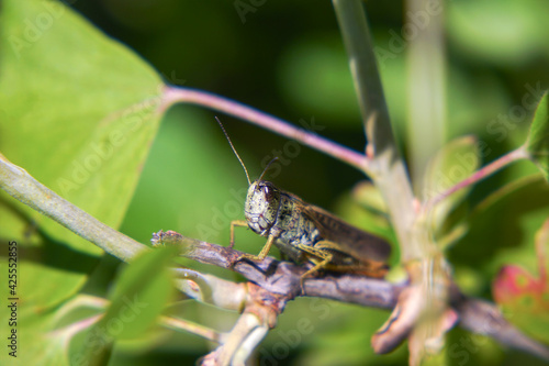 Agricultural pest Grasshopper or locust sitting on grass