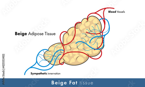 illustration of human beige adipose tissue with blood vessels and nerves.  photo