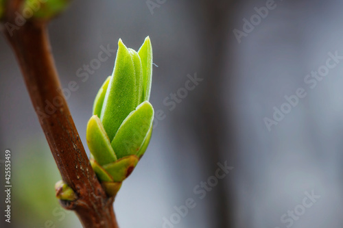 Bild auf Leinwand The first spring gentle leaves, buds and branches macro background