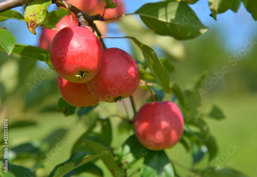 Red ripe apples on apple tree branches