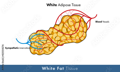 Illustration of human white adipose tissue with blood vessels and nerves. 