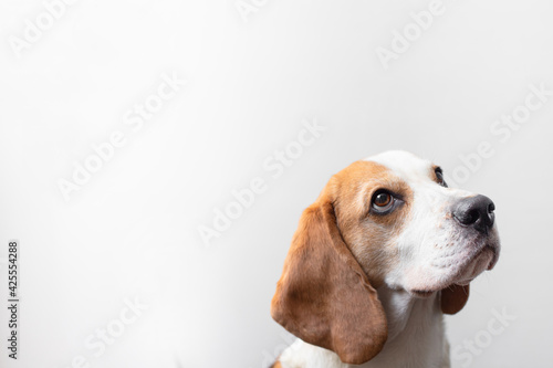 Portrait of a sweet adorable beagle dog on a bright gray background. Breed of small hounds. English tricolor beagle. Happy pet dog studio shot. Cute serious adult beagle