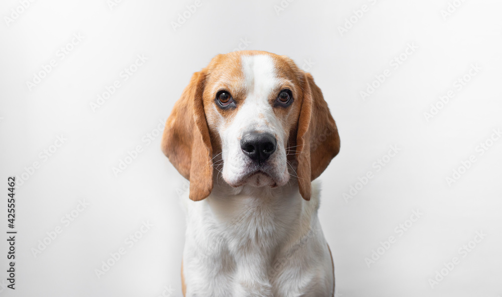 Portrait of a sweet adorable beagle dog on a bright gray background. Breed of small hounds. English tricolor beagle. Happy pet dog studio shot. Cute serious adult beagle Portrait of a sweet adorable beagle dog on a bright gray background. Breed of small hounds. English tricolor beagle. Happy pet dog studio shot. Cute serious adult beagle