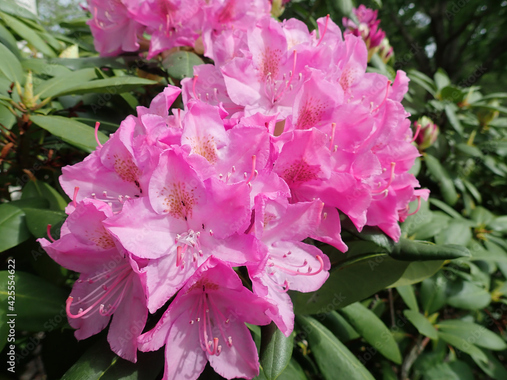 Fototapeta premium Pink Azalea in the sunshine