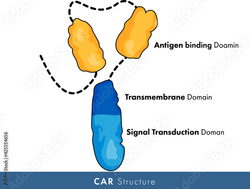 illustration of Chimeric antigen receptor or CAR receptor. 