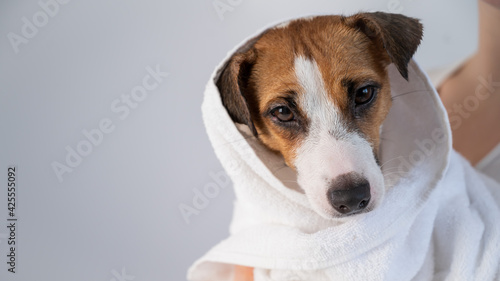 Woman wipes jack russell terrier with a towel after washing on a white background. The groomer dries the dog's hair with a terry towel
