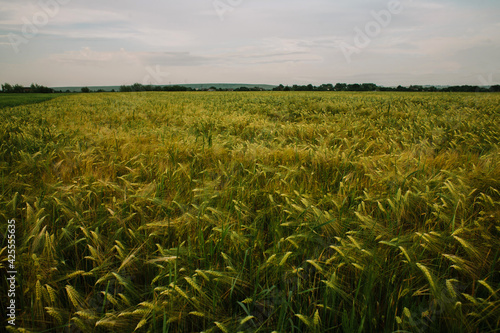 field of spikelets. agriculture.