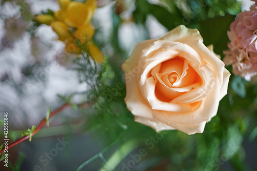 bright pink rose closeup