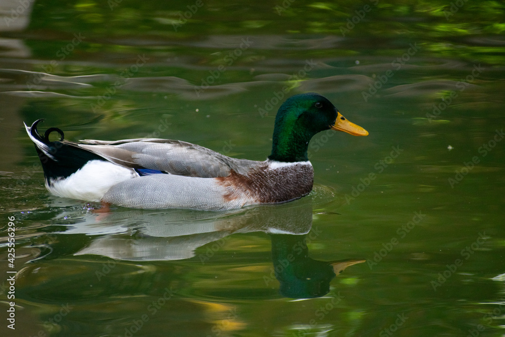 Mallard (Anas platyrhynchos) ducks male and female
Mallard (Anas platyrhynchos) ducks male and female