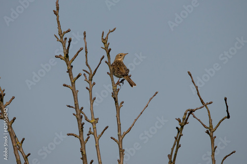Common Meadow Pipit in the Netherlands.