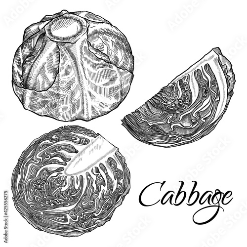 Cabbage set isolated on a white background. Нand drawn vector illustration.