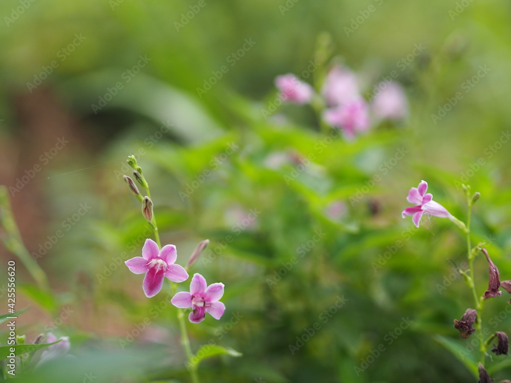 Chinese violet, Coromandel, Ganges primrose, Philippine violet flower Acanthaceae, Asystasia gangetica name tree in garden on nature background Chinese violet, Coromandel, Ganges primrose, Philippine violet flower Acanthaceae, Asystasia gangetica name tree in garden on nature background