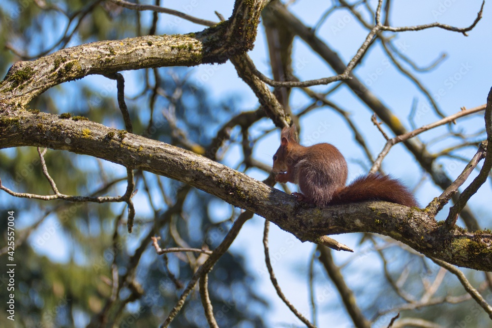 Red Squirrel sitting with a nut on the branch of a tree in Zurich, Switzerland