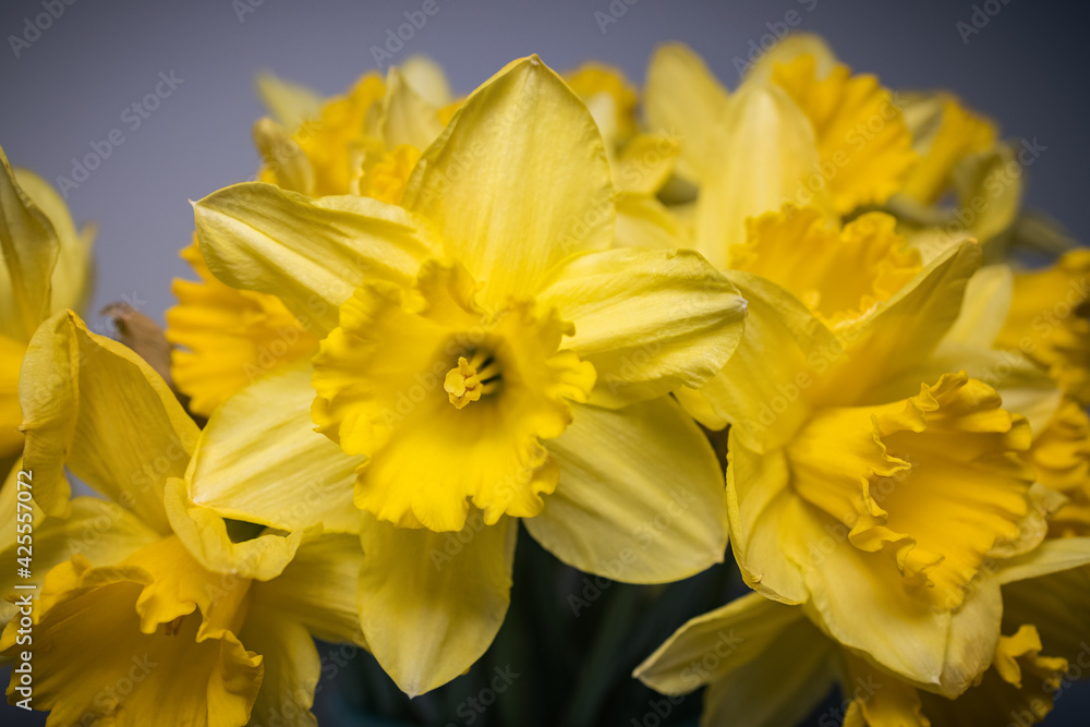 Narzissenblüte Narzissenblüte
