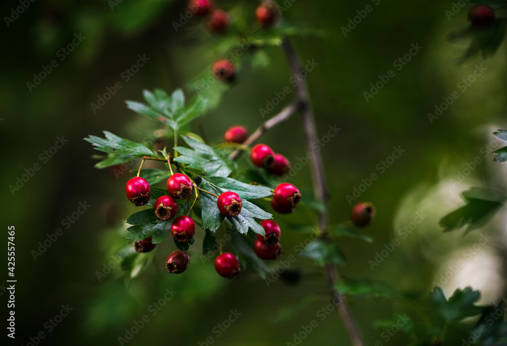 Red hawthorn berries with a dark background.