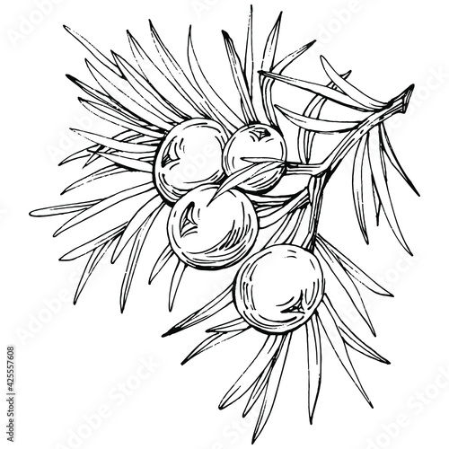 Juniper vector drawing. Isolated vintage illustration of berry on branch. Organic essential oil engraved style sketch. Beauty and spa, cosmetic ingredient. Great for label, poster, flyer, packaging