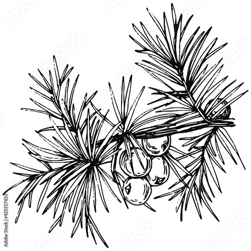 Juniper vector drawing. Isolated vintage illustration of berry on branch. Organic essential oil engraved style sketch. Beauty and spa, cosmetic ingredient. Great for label, poster, flyer, packaging