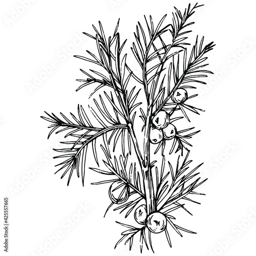 Juniper vector drawing. Isolated vintage illustration of berry on branch. Organic essential oil engraved style sketch. Beauty and spa, cosmetic ingredient. Great for label, poster, flyer, packaging