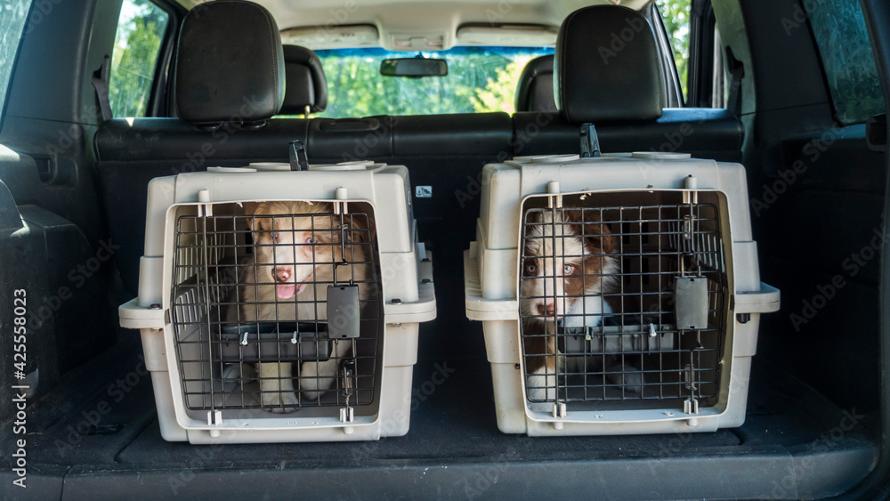 Two cages with puppies in the trunk of a car. Dog delivery - obrazy, fototapety, plakaty 