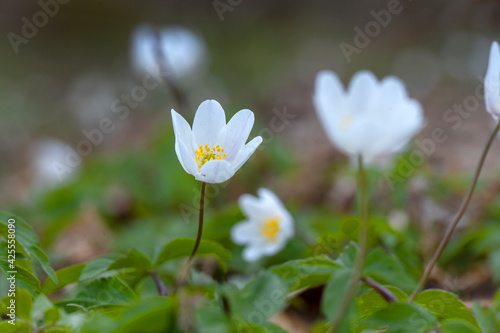 Wood anemone. Grove wildflower. Bos anemoon. Forest. Spring. Rheebruggen Uffelte Drenthe Netherlands.