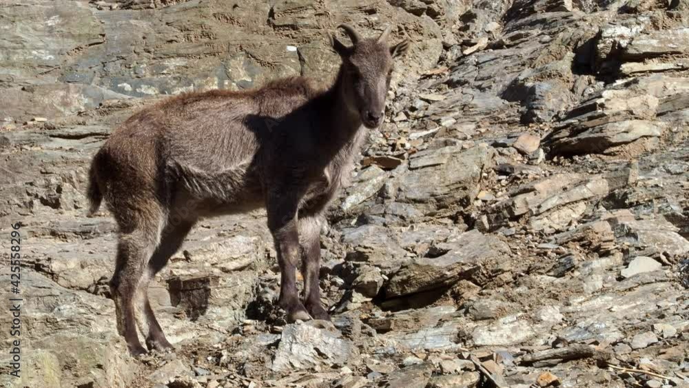 The Himalayan tahr (Hemitragus jemlahicus) on a rock The Himalayan tahr (Hemitragus jemlahicus) on a rock