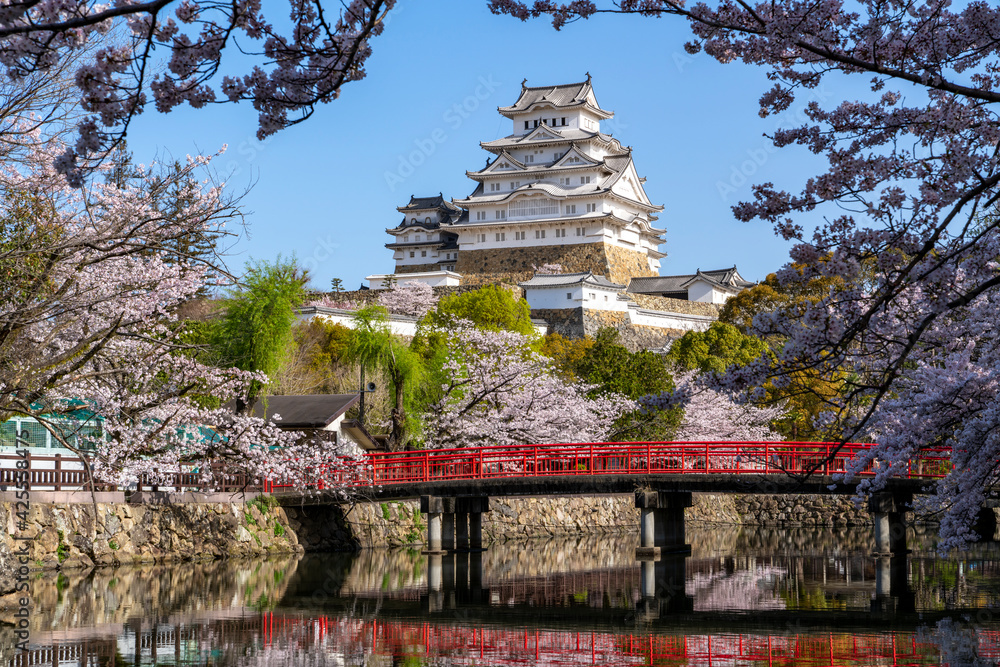 [兵庫県]春の姫路城天守閣と桜