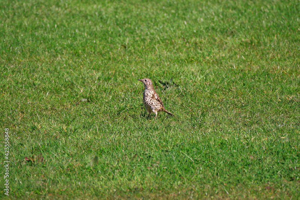 Song Thrush, single bird in the grass, Ireland. Song Thrush, single bird in the grass, Ireland.