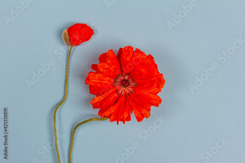 flowers red poppies on blue background closeup top view with copy space flat lay