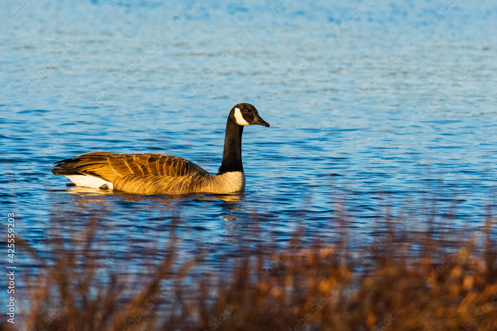 Canada Goose swimming in pond with evening sunlight Canada Goose swimming in pond with evening sunlight