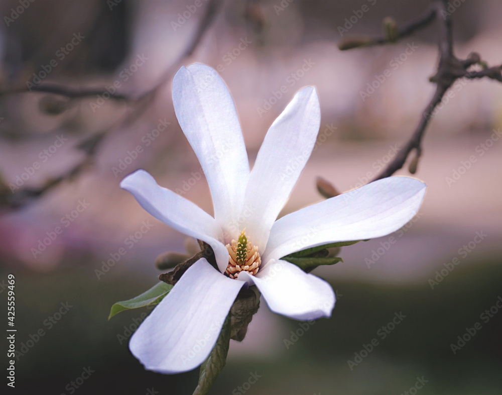 White flower on a flowering tree twig in spring White flower on a flowering tree twig in spring
