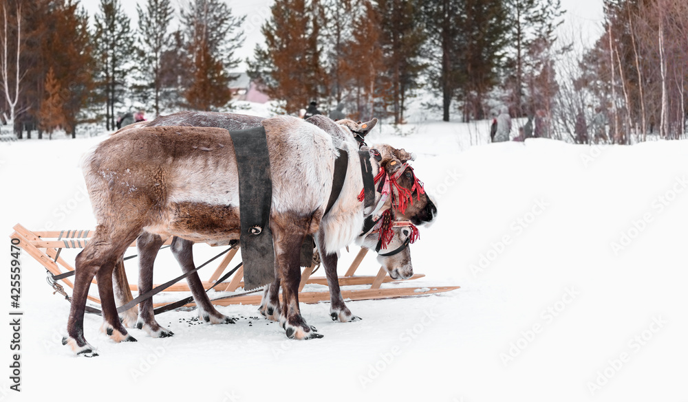 Northern deer in harness with wooden sleigh. Holiday day of reindeer in the city square. Northern deer in harness with wooden sleigh. Holiday day of reindeer in the city square.