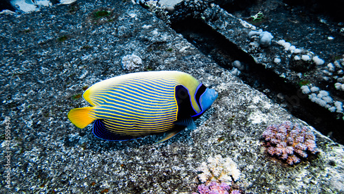 Underwater photography of a liveaboard diving trip in the Red Sea (Egypt)