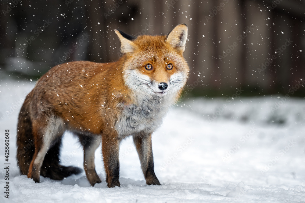 Obraz premium The rusty fox is happy with the fallen snow