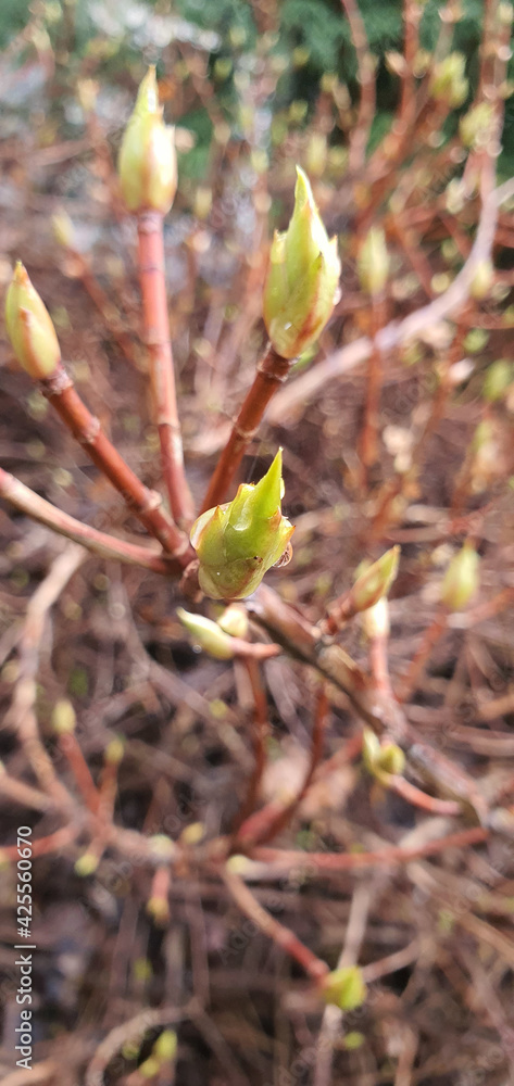 First buds on tree branches on a sunny early spring day. First buds on tree branches on a sunny early spring day.