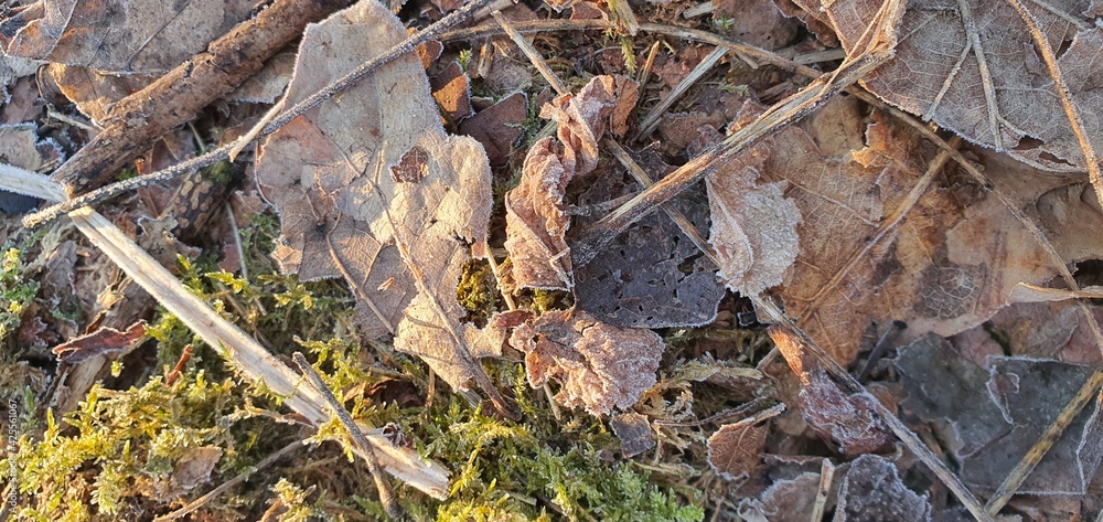 Morning frost on moss and old leaves in the first rays of early spring sun.