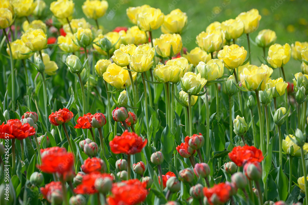 Yellow and red tulips and burgeons growing on the lawn Yellow and red tulips and burgeons growing on the lawn