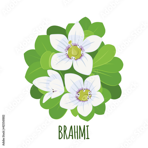Vector Brahmi Bacopa monnieri icon isolated on white background.