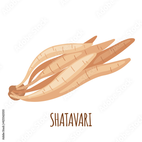 Shatavari roots vector icon in flat style isolated on white background.