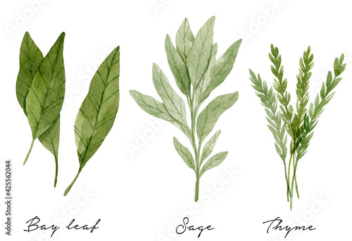 Bay leaves, thyme and sage isolated on white background.  Culinary herbs botanical illustration painted with watercolor. 