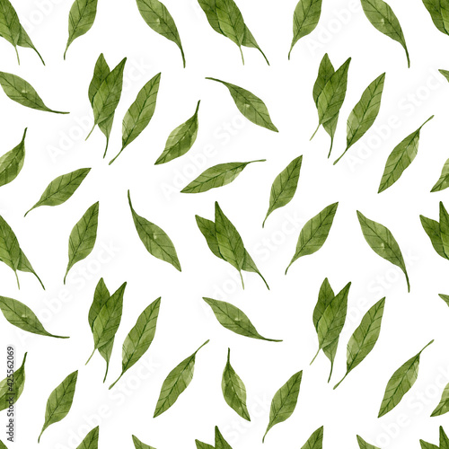 Bay leaves seamless pattern isolated on white background. Boranical illustration painted with watercolor. 