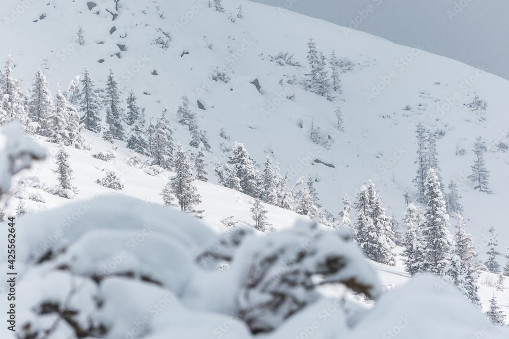 Fototapeta premium snow covered trees