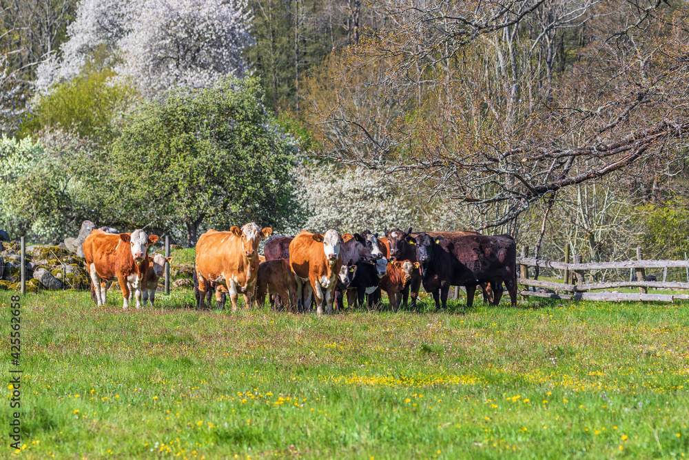 Beef cattles in a meadow a sunny spring day