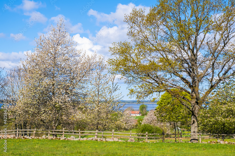 Blooming fruit trees in a rural landscape view