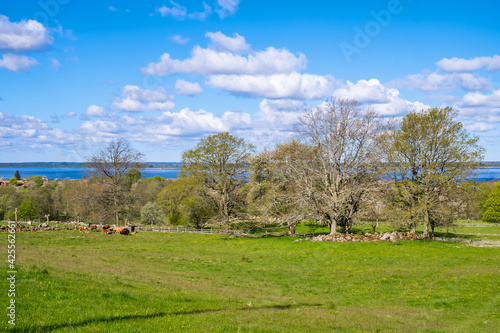 Rural landscape view with cattle on a meadow at spring