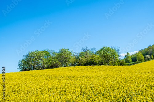 Tree grove on a hill in a yellow rapeseed field