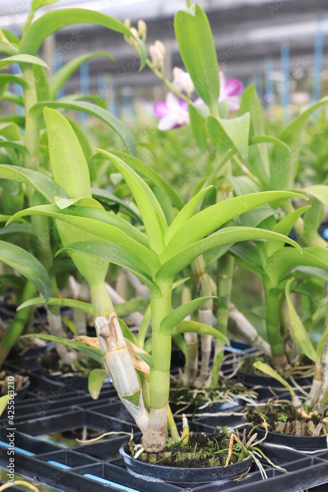 Fototapeta premium Orchid seedlings on a plant nursery in the orchid farm.