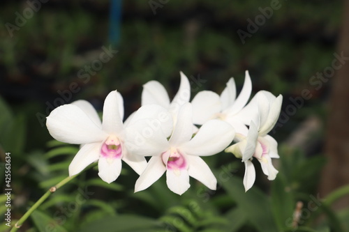 White Phalaenopsis orchid from Thailand orchids grow well in a long time in Thailand.